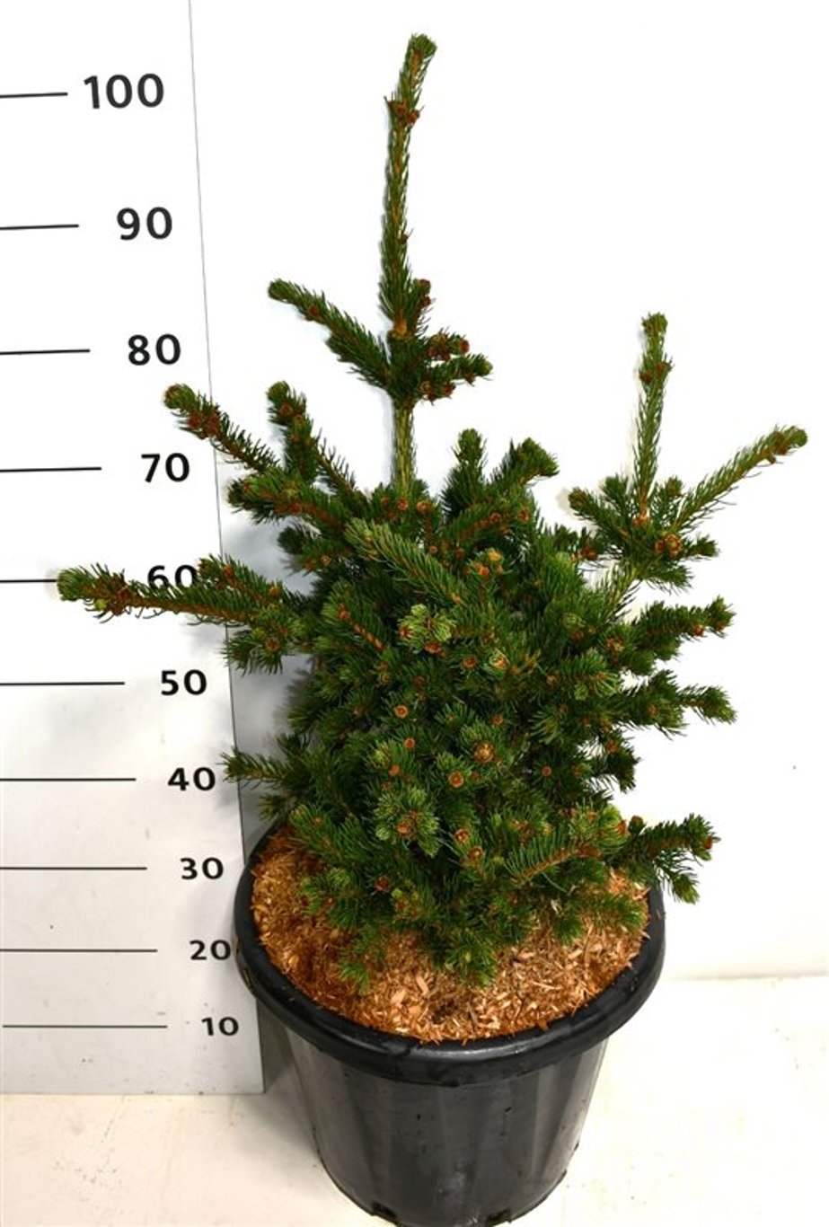 Picea pungens 'Lucky Strike' - C25 50-60 CM
